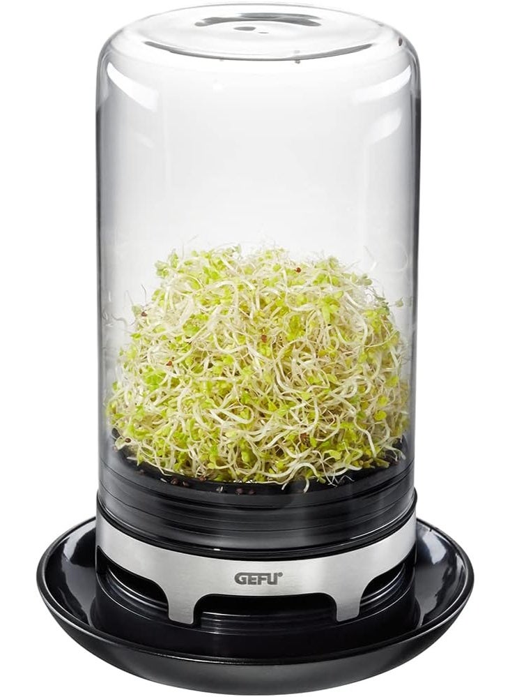 غيفو وعاء استنبات زجاجي منزلي لزراعة البراعم – زراعة داخلية صحية وسهلة - Image 3