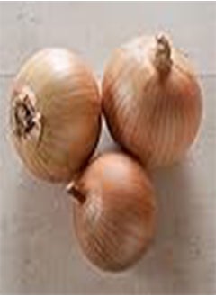 Onion Intermediate-Day Scout 8913 (Yellow) 200 Non-GMO, Hybrid Seeds