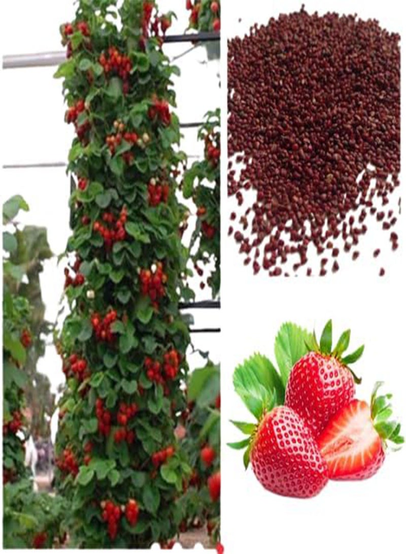 GGOOT Climbing Strawberry Plant Seeds, Red Sweet Delicious Strawberries, Garden Balcony Terrace Fruit Plant Viable Seeds (30) - Image 1