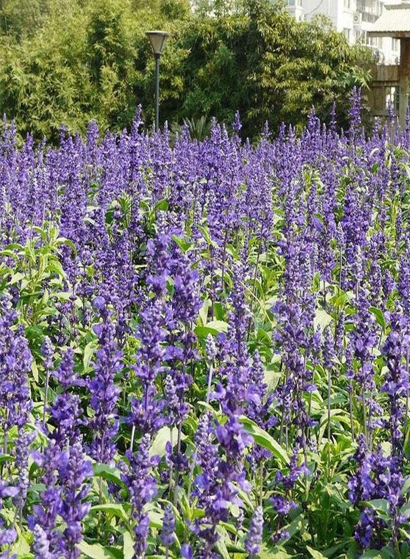 GGOOT 100pcs Sage Seeds Grow Your Own Natural Non-GMO Herbal Vegetables The Ideal Green Vegetable for The Home Garden Courtyard - Image 1