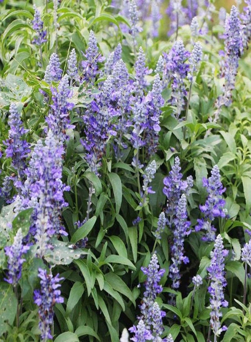 GGOOT 100pcs Sage Seeds Grow Your Own Natural Non-GMO Herbal Vegetables The Ideal Green Vegetable for The Home Garden Courtyard - Image 2