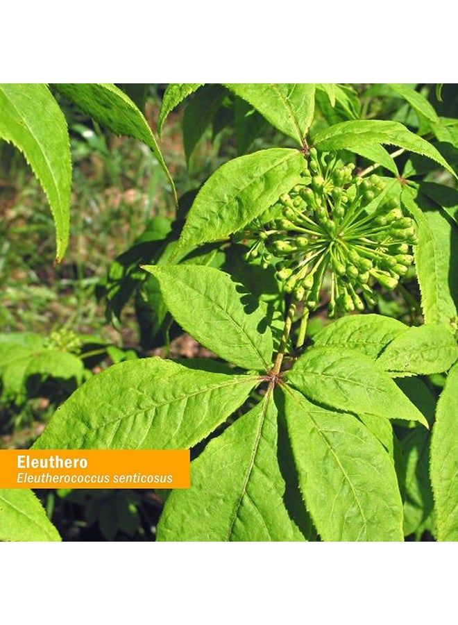 Herb Pharm Eleuthero Root Liquid Extract for Energy and Stamina, Cane Alcohol, 1 Ounce - Image 5