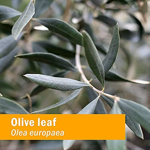 Herb Pharm Certified Organic Olive Leaf Liquid Extract for Immune System Support, 4 Fl Oz - Image 2