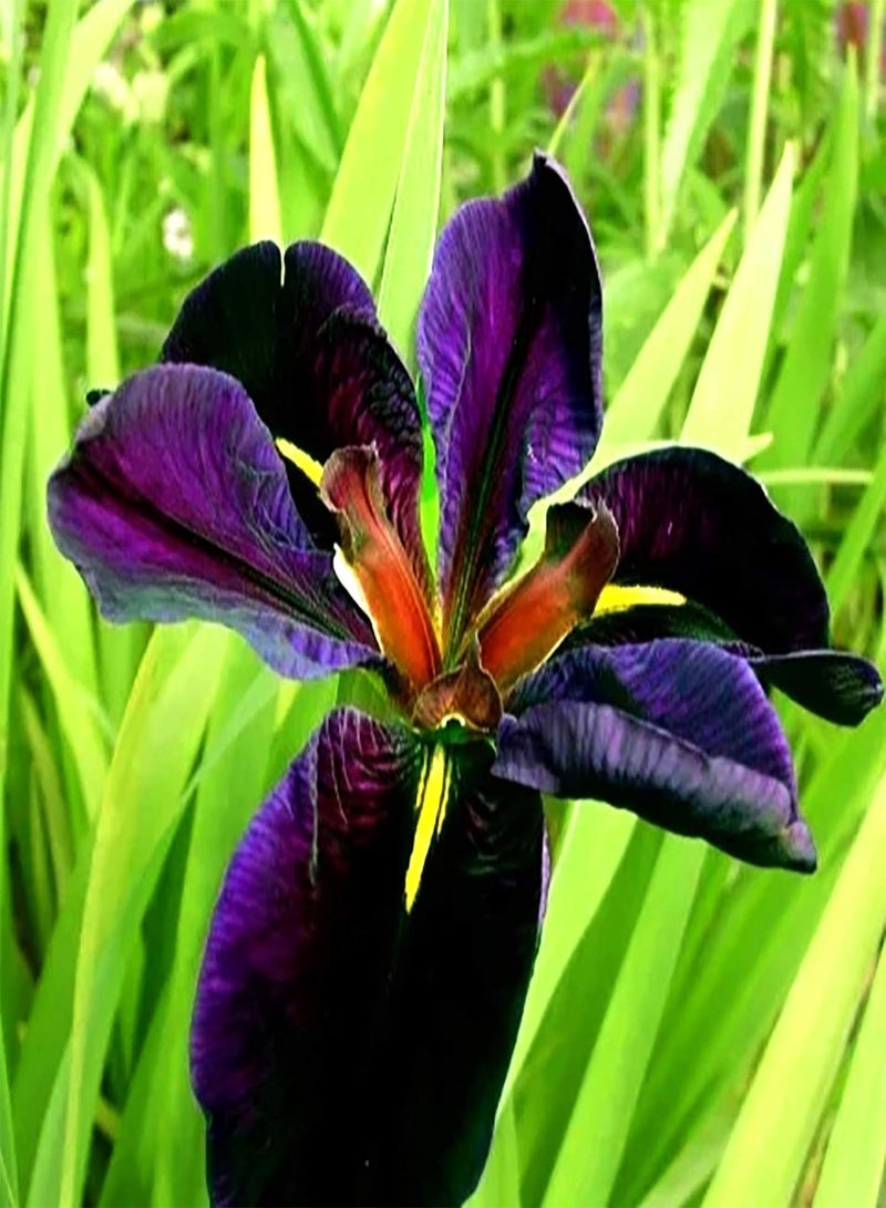 GGOOT Premium Flower Seeds, Dutch Iris Seeds Perennial Easy to Plant Purple Heirloom Iris Tectorum Perennial Flower Seeds for Home 50pcs - Image 4