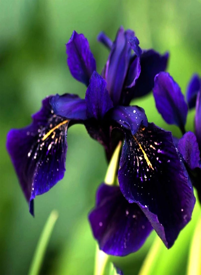 GGOOT Premium Flower Seeds, Dutch Iris Seeds Perennial Easy to Plant Purple Heirloom Iris Tectorum Perennial Flower Seeds for Home 50pcs - Image 2