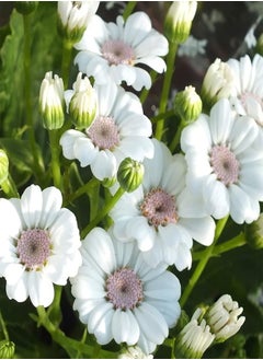 50pcs Cineraria Seeds Easy to Grow High Germination Bloom Plants Table Top Bonsai Flower Seedslings for Balcony White Cineraria Seeds Flower Seeds Vegetable Seeds Fruit Seeds Garden Plant Seeds