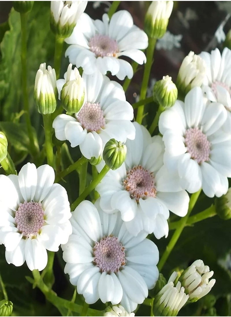 GGOOT - 50pcs Cineraria Seeds Easy to Grow High Germination Bloom Plants Table Top Bonsai Flower Seedslings for Balcony White Cineraria Seeds Flower Seeds Vegetable Seeds Fruit Seeds Garden Plant Seeds - Image 1