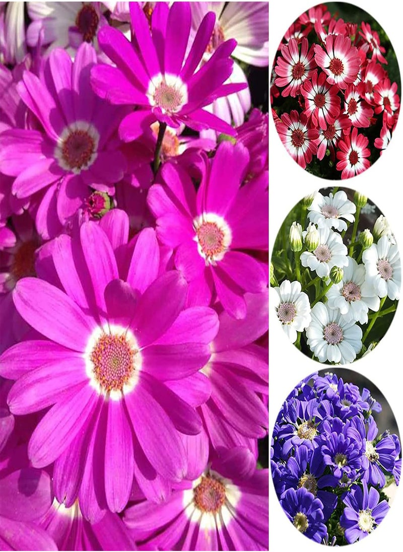 GGOOT - 50pcs Cineraria Seeds Easy to Grow High Germination Bloom Plants Table Top Bonsai Flower Seedslings for Balcony White Cineraria Seeds Flower Seeds Vegetable Seeds Fruit Seeds Garden Plant Seeds - Image 1
