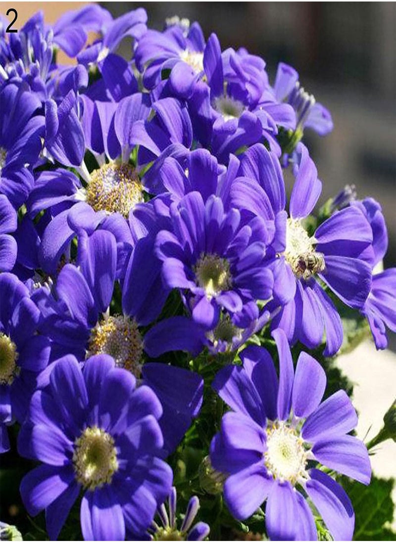 GGOOT - 50pcs Cineraria Seeds Easy to Grow High Germination Bloom Plants Table Top Bonsai Flower Seedslings for Balcony White Cineraria Seeds Flower Seeds Vegetable Seeds Fruit Seeds Garden Plant Seeds - Image 1