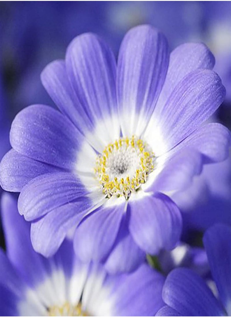 GGOOT - 50pcs Cineraria Seeds Easy to Grow High Germination Bloom Plants Table Top Bonsai Flower Seedslings for Balcony White Cineraria Seeds Flower Seeds Vegetable Seeds Fruit Seeds Garden Plant Seeds - Image 1