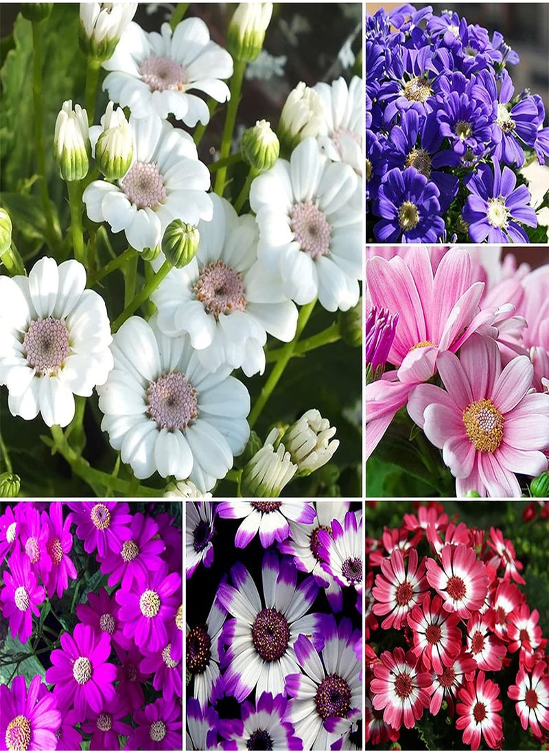 GGOOT - 50pcs Cineraria Seeds Easy to Grow High Germination Bloom Plants Table Top Bonsai Flower Seedslings for Balcony White Cineraria Seeds Flower Seeds Vegetable Seeds Fruit Seeds Garden Plant Seeds - Image 1