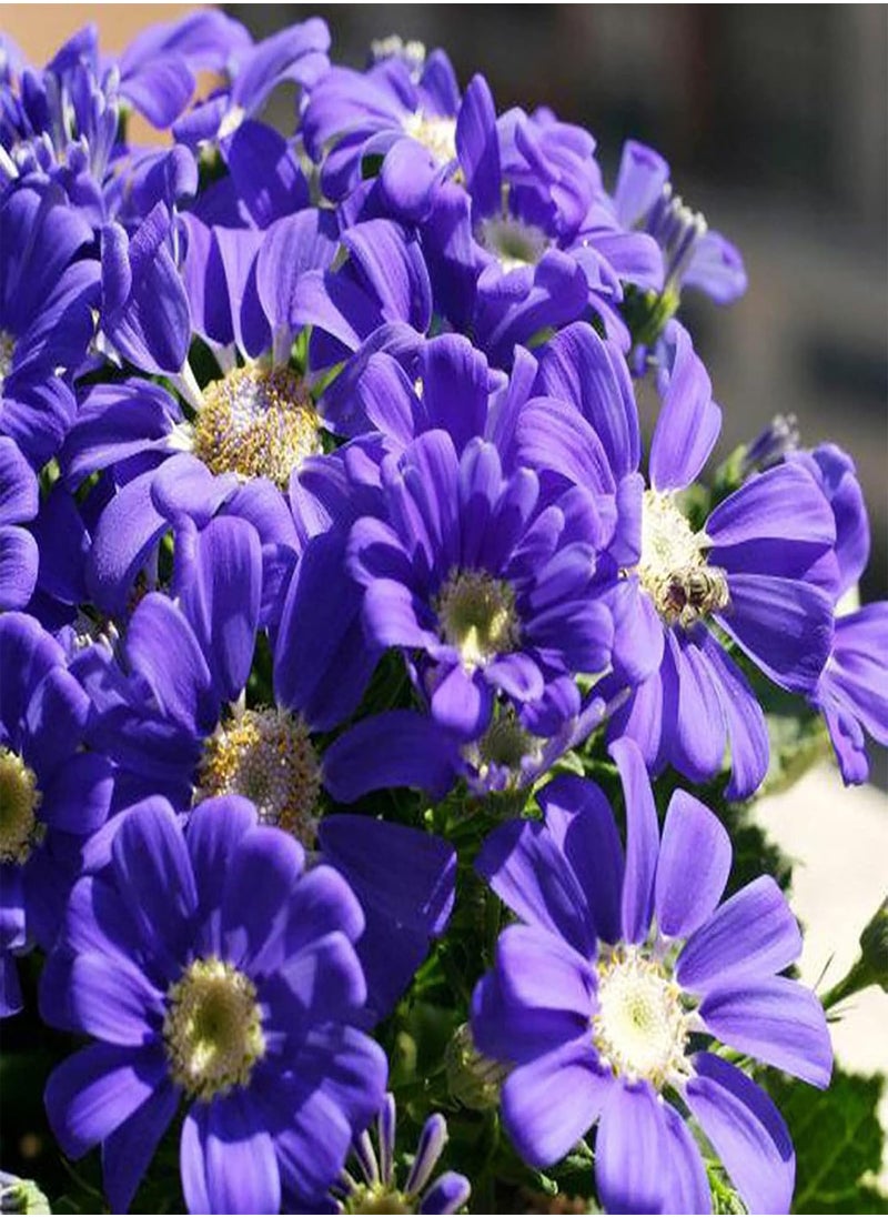 GGOOT - 50pcs Cineraria Seeds Easy to Grow High Germination Bloom Plants Table Top Bonsai Flower Seedslings for Balcony White Cineraria Seeds Flower Seeds Vegetable Seeds Fruit Seeds Garden Plant Seeds - Image 1