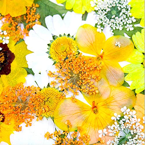 LUCISKY 93 Pcs Yellow Dried Pressed Flowers Real Natural Leave Petals for DIY Resin Candle Jewelry Nail Crafts - Image 3