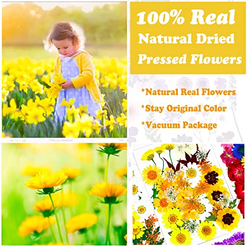 LUCISKY 93 Pcs Yellow Dried Pressed Flowers Real Natural Leave Petals for DIY Resin Candle Jewelry Nail Crafts - Image 2