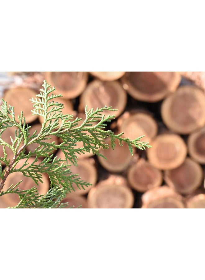 IPPINKA Japanese Hinoki Hand Cream, Paraben-Free Moisturizer - Image 4