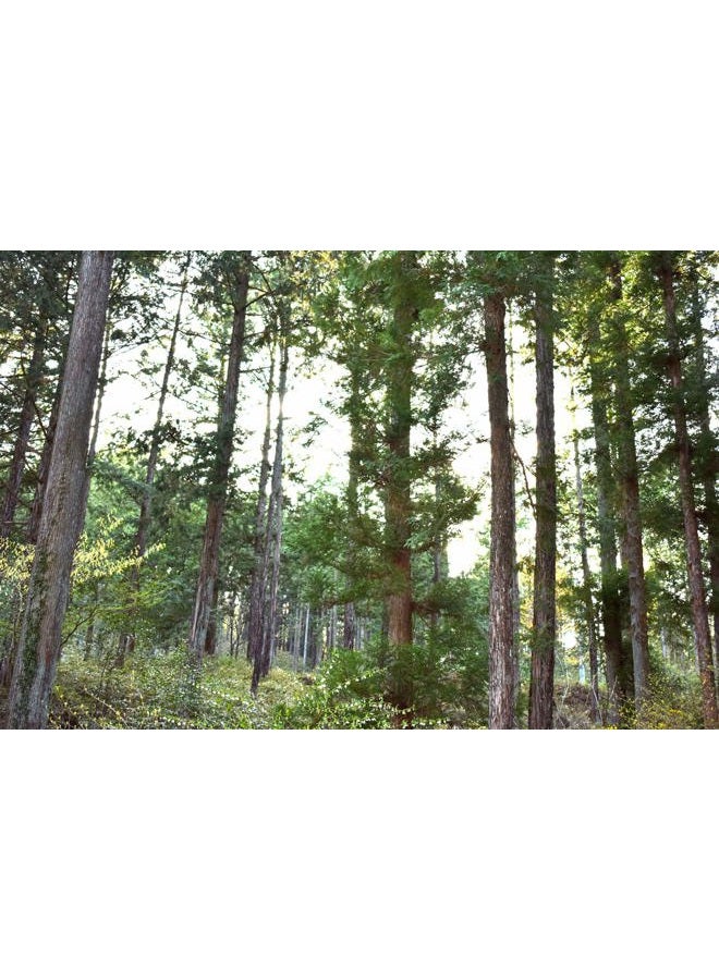 IPPINKA Japanese Hinoki Hand Cream, Paraben-Free Moisturizer - Image 5