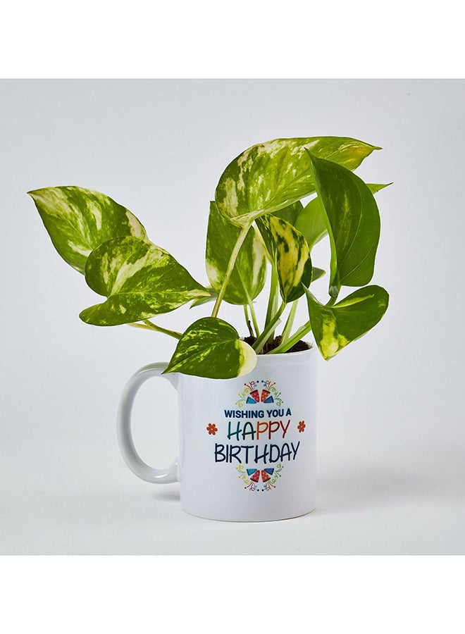 Ferns N Petals Money Plant In Birthday Mug