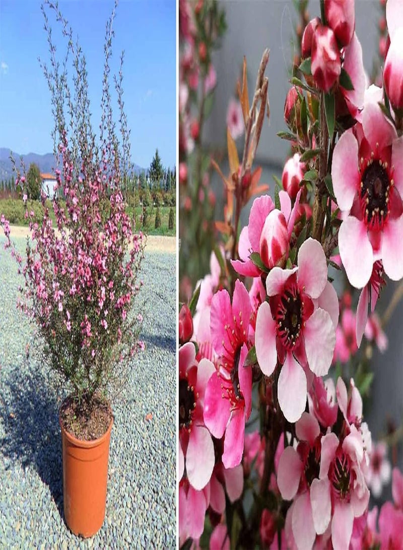 GGOOT Red Manuka Leptospermum Scoparium 50 Fresh Seeds Same Day Dispatch - Image 1