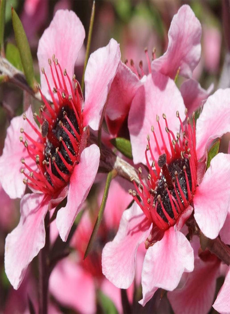 GGOOT Red Manuka Leptospermum Scoparium 50 Fresh Seeds Same Day Dispatch - Image 2