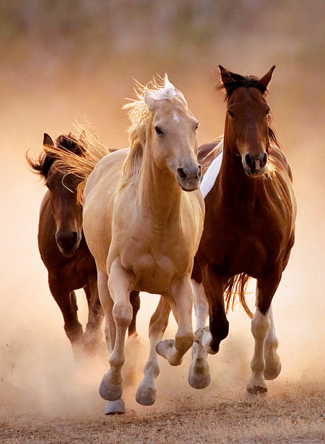 Clementoni 1000 Piece Puzzle – Running Horses Hqc | Wild Horses Scenic Jigsaw Puzzle For Adults High Quality Collection - Image 4