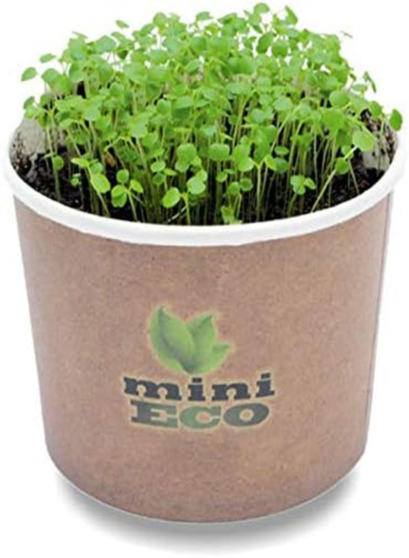 GGOOT seeds Package: 30 Watercress Grow Kit Microgreens Organic Sprouting Cress Gift Bio by seeds - Image 1