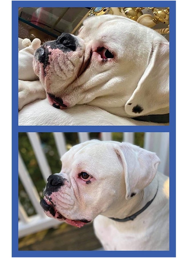 Squishface - Wrinkle Wipes  5”X7” Large Dog Wipes  Deodorizing, Tear Stain Remover  Great For English Bulldog, Pugs, Frenchie, Bulldogs, French Bulldogs & Any Breed! (80 Count) - Image 1