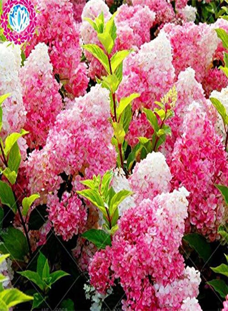 GGOOT Seeds 5pcs China Vanilla Strawberry Seeds of agramsero Hydrangea Flower to Seedsat Home Perennial Garden vase Bonsai etc. Etto to Grow 3: Only Seeds - Image 2