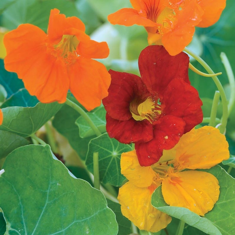 Burpee Double Gleam Mixed Colors Nasturtium Seeds 50 seeds - Image 1