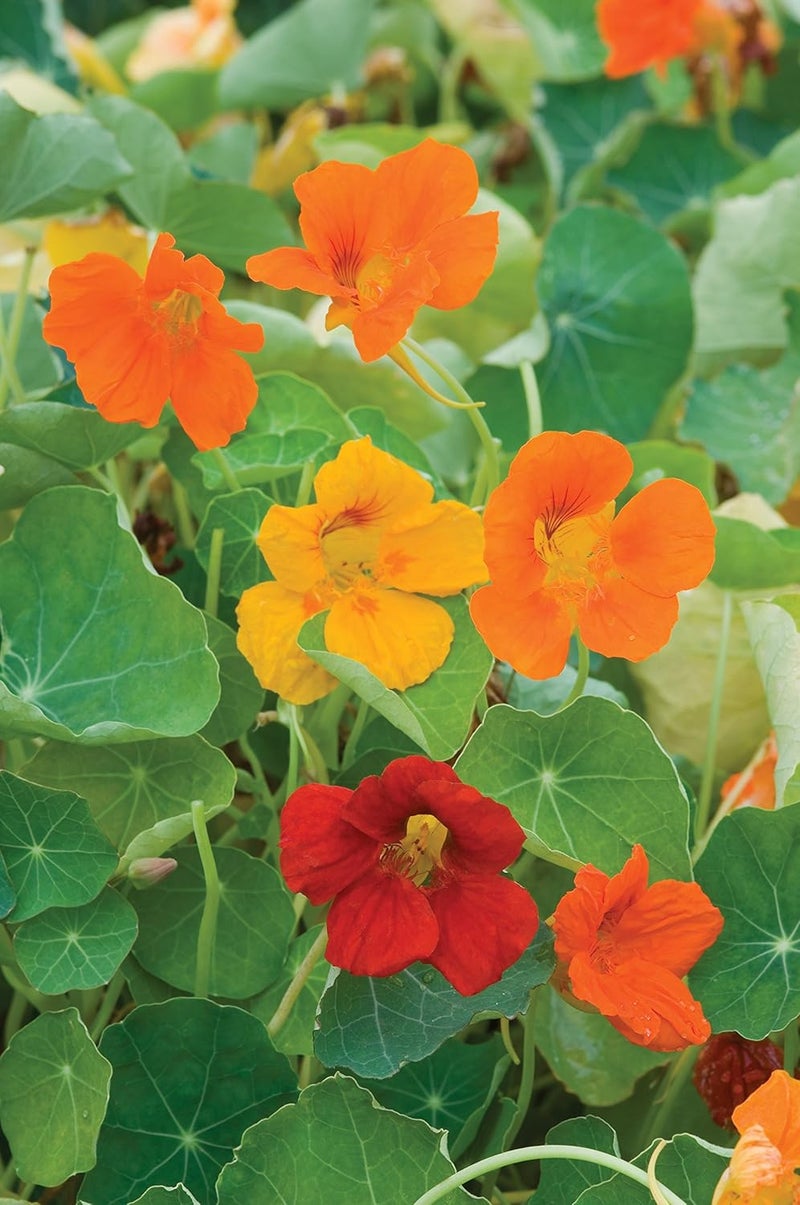 Burpee Double Gleam Mixed Colors Nasturtium Seeds 50 seeds - Image 3
