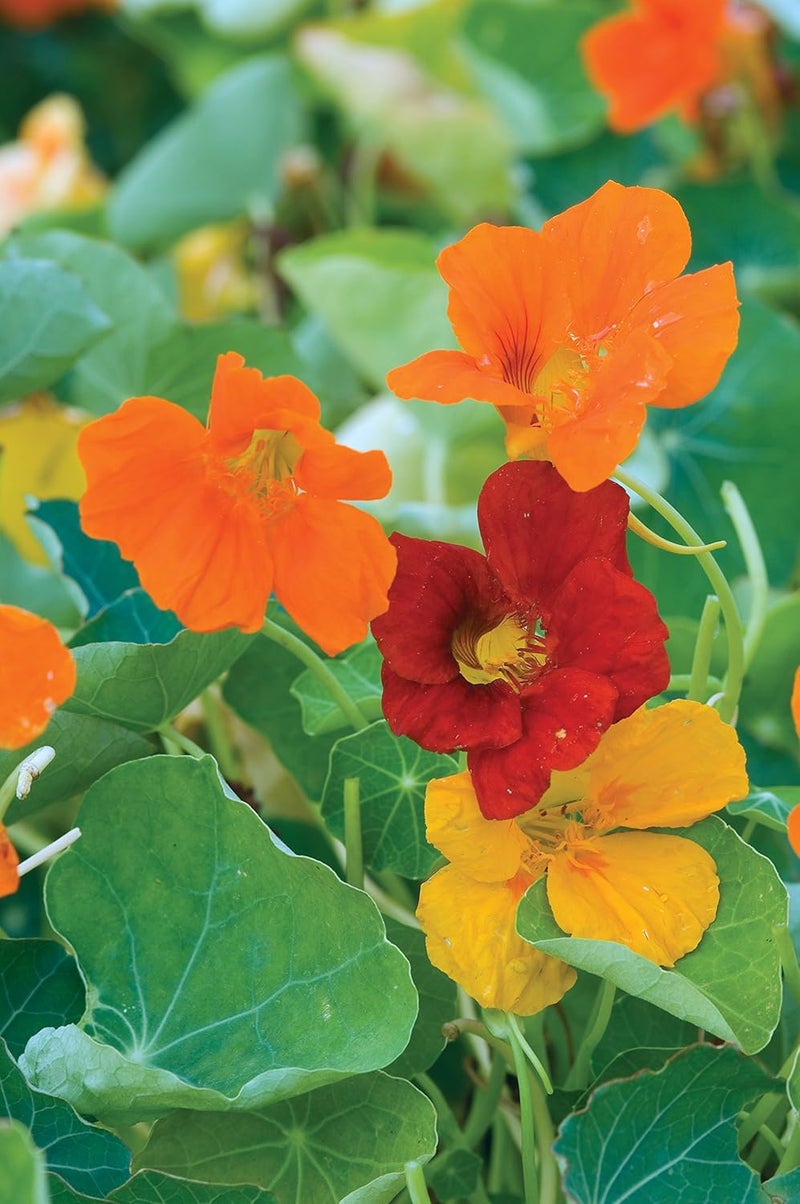 Burpee Double Gleam Mixed Colors Nasturtium Seeds 50 seeds - Image 2