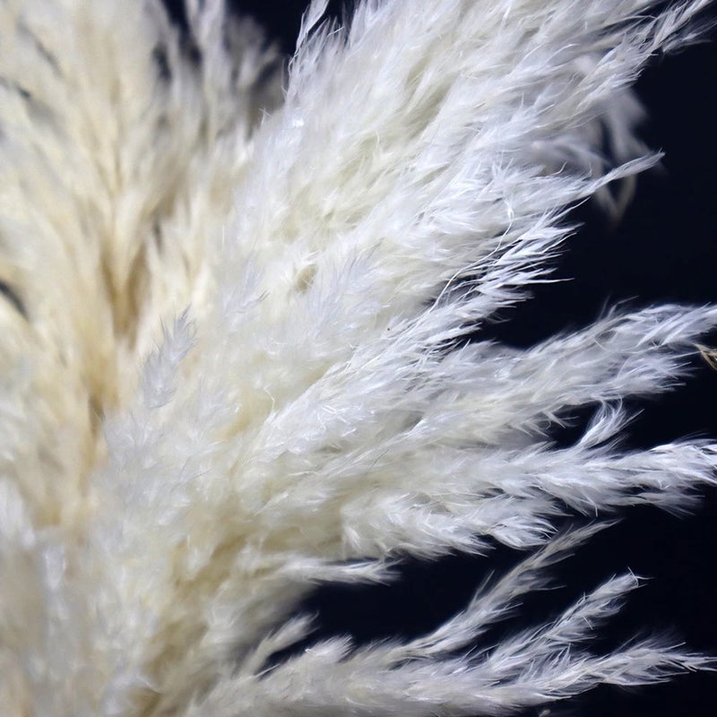 Bluejw Natural Dried Pampas Grass Bouquet - Fluffy Mini Reed Flowers Decor, Dried Plants Arrangement - Image 4