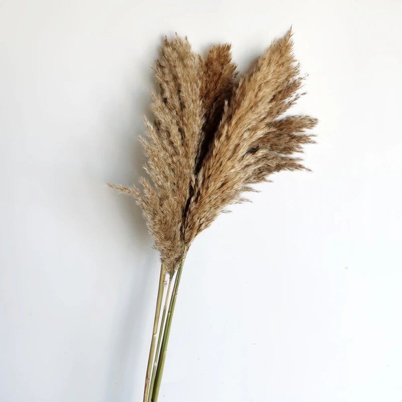 Bluejw Natural Dried Pampas Grass Bouquet - Fluffy Mini Reed Flowers Decor, Dried Plants Arrangement - Image 5