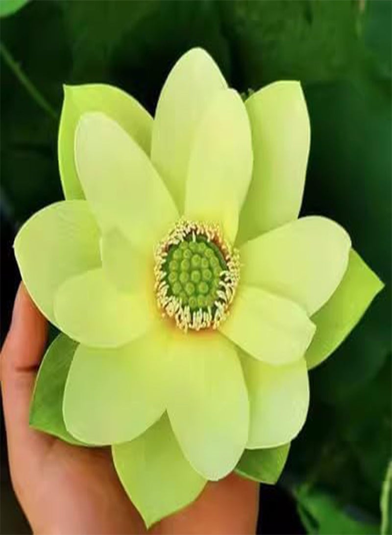 GGOOT 300 Water Lily Seeds, Lotus Seeds, Four Seasons Viewing, Water Lotus, Hydroponic Plants  - Image 5
