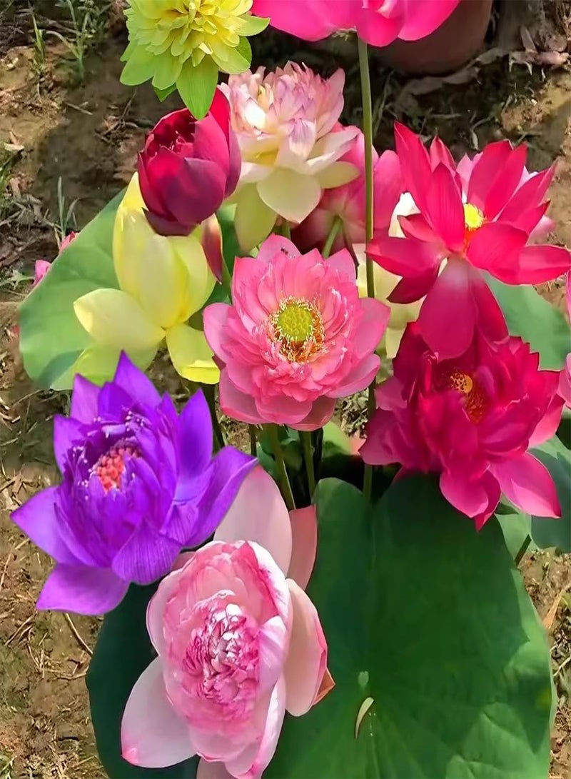 GGOOT 300 Water Lily Seeds, Lotus Seeds, Four Seasons Viewing, Water Lotus, Hydroponic Plants  - Image 2