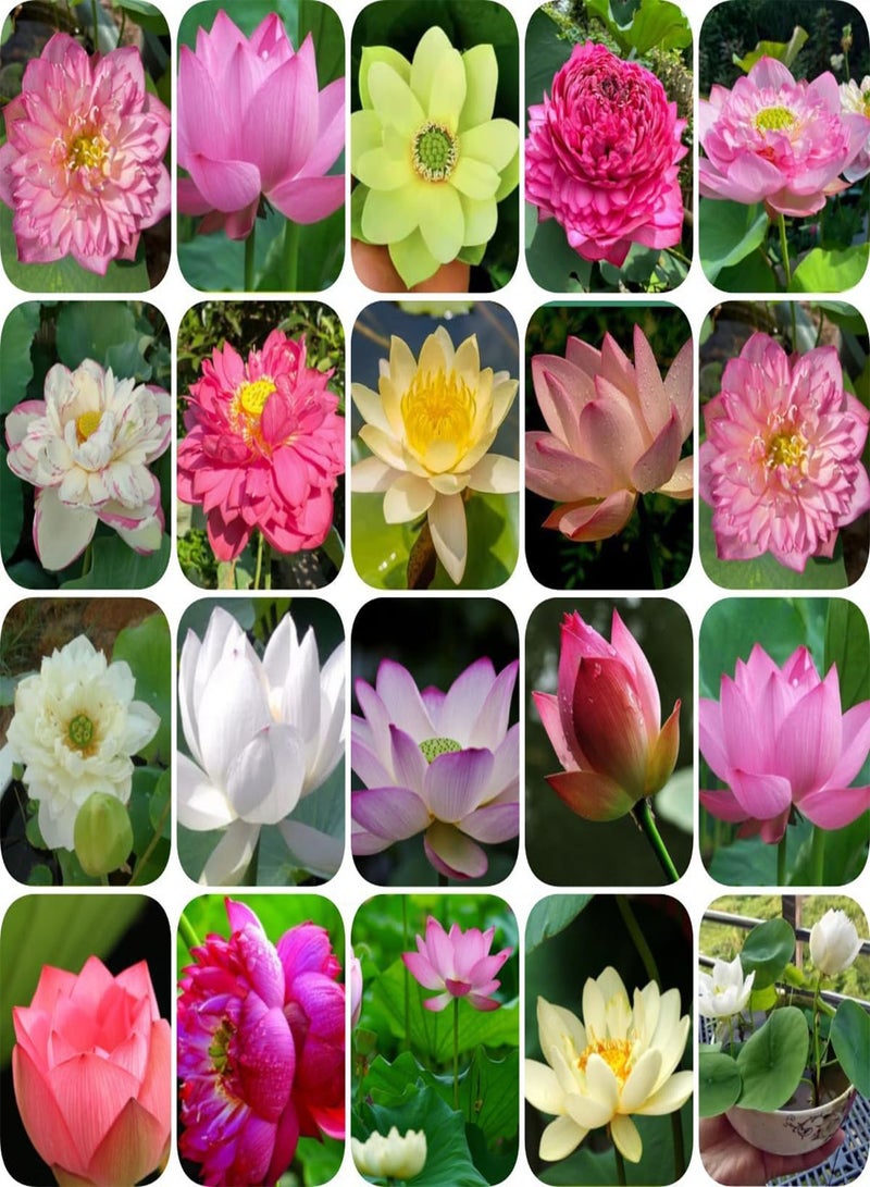 GGOOT 300 Water Lily Seeds, Lotus Seeds, Four Seasons Viewing, Water Lotus, Hydroponic Plants  - Image 1