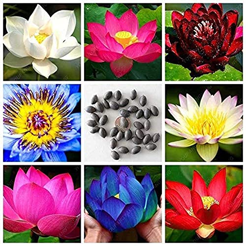 FLARE SEEDS Lotus Mixed Color Flower Seeds Pack of 50 Seeds - Image 1