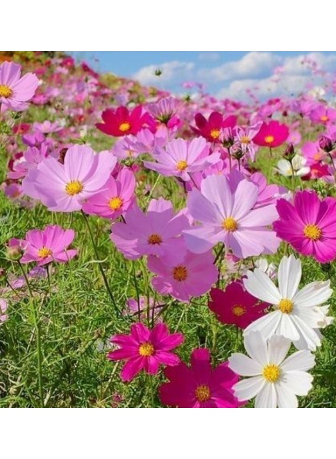 بذور كوزموس طبيعية للزراعة، 300 قطعة من بذور الزهور للزراعة - بذور ممتازة للمبتدئين - أفضل البذور للزراعة في الحديقة، العشب، الأماكن المغلقة، الهواء الطلق