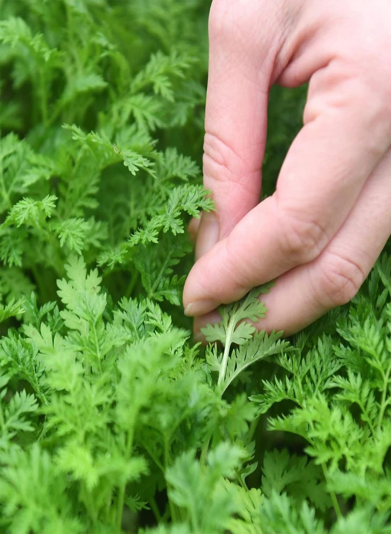 جي جوت كيس واحد يحتوي على 50 قطعة من بذور نبات الشيح السنوي لزراعة النباتات المنزلية والحديقة، بذور نباتات طازجة للمنزل، مقاس واحد - Image 1