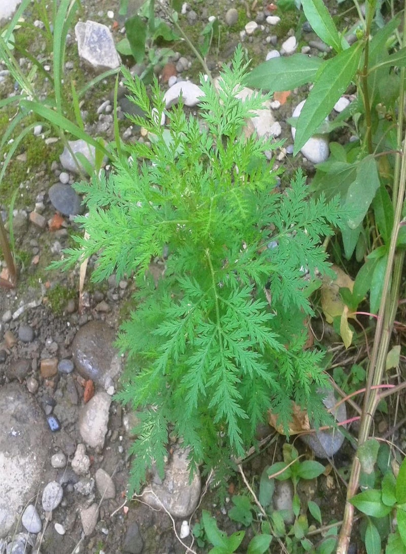 جي جوت كيس واحد يحتوي على 50 قطعة من بذور نبات الشيح السنوي لزراعة النباتات المنزلية والحديقة، بذور نباتات طازجة للمنزل، مقاس واحد - Image 3