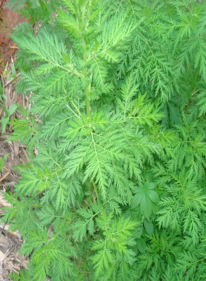 جي جوت كيس واحد يحتوي على 50 قطعة من بذور نبات الشيح السنوي لزراعة النباتات المنزلية والحديقة، بذور نباتات طازجة للمنزل، مقاس واحد - Image 4