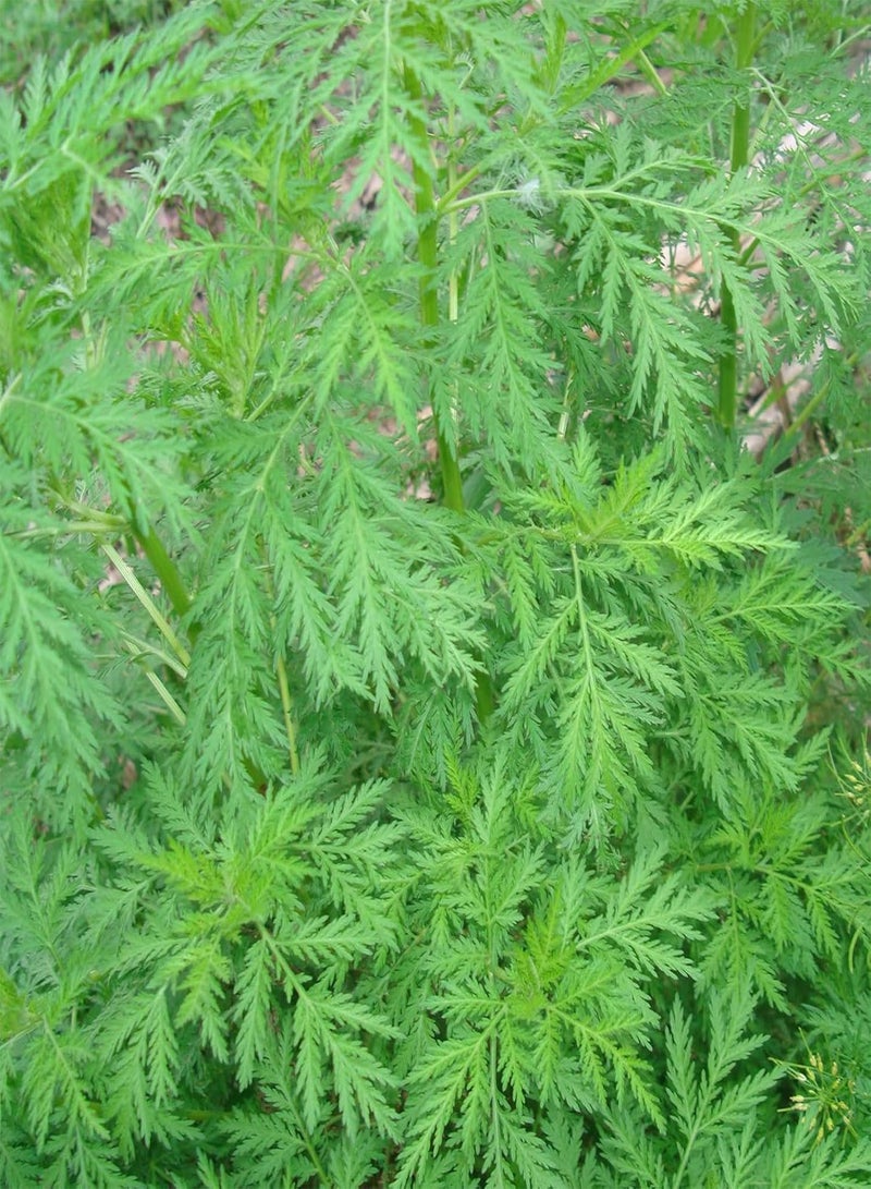 جي جوت كيس واحد يحتوي على 50 قطعة من بذور نبات الشيح السنوي لزراعة النباتات المنزلية والحديقة، بذور نباتات طازجة للمنزل، مقاس واحد - Image 5