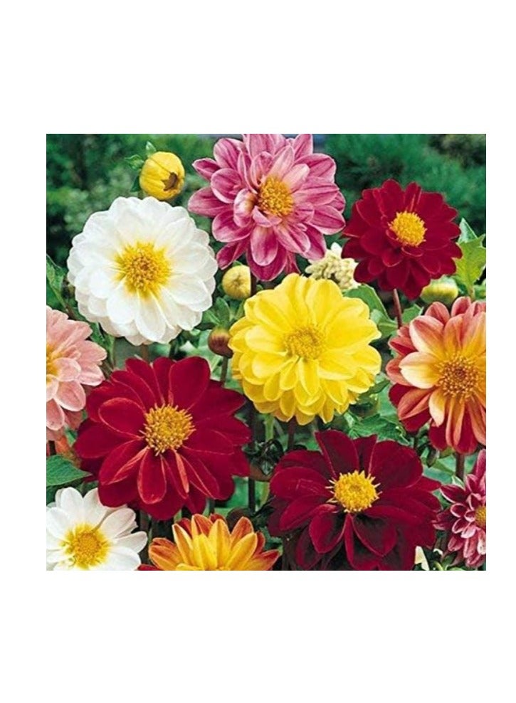 100 قطعة من بذور الداليا الزخرفية عالية الجودة، بذور ممتازة للمبتدئين، أفضل بذور للزراعة في الحديقة، العشب، الأماكن المغلقة، الهواء الطلق - Image 2