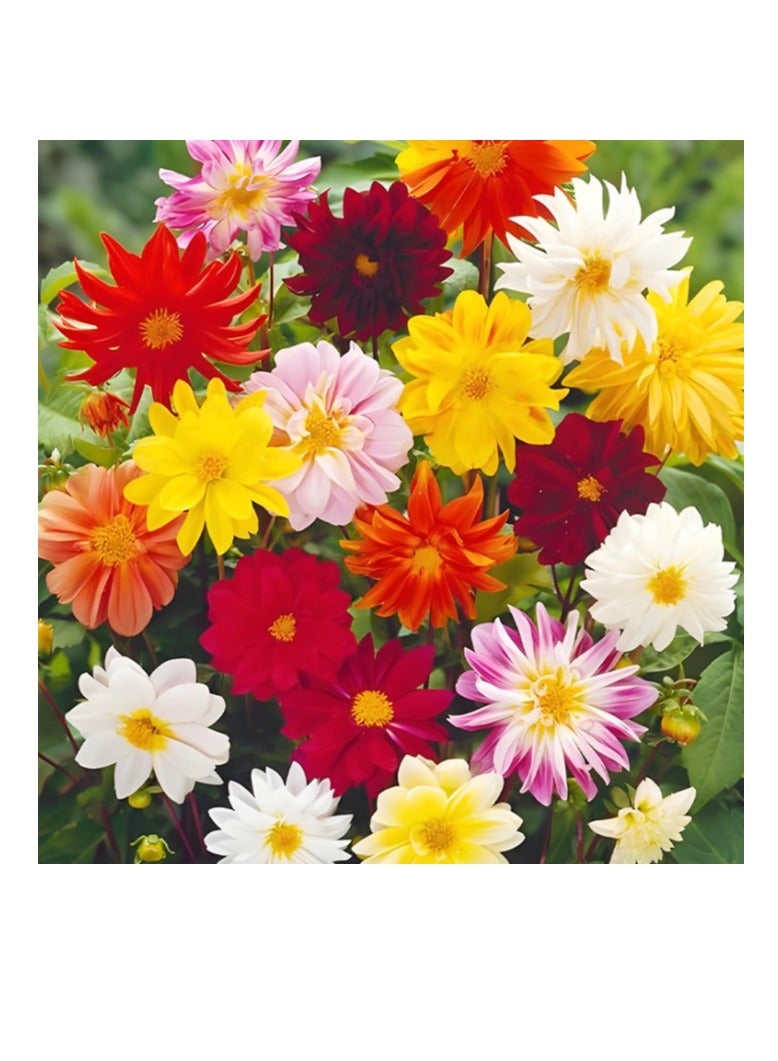 100 قطعة من بذور الداليا الزخرفية عالية الجودة، بذور ممتازة للمبتدئين، أفضل بذور للزراعة في الحديقة، العشب، الأماكن المغلقة، الهواء الطلق - Image 1