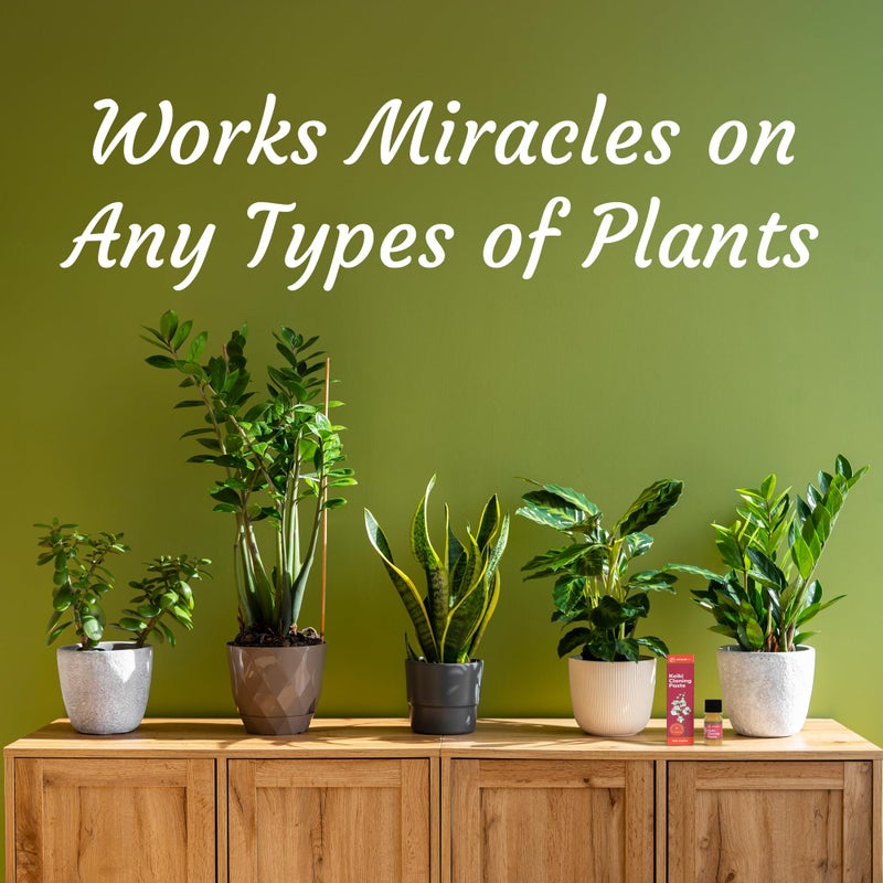 Miracle Lab Keiki Cloning Paste Special Cytokinin Formula Gives a New Baby Orchid (Keiki) in Weeks-Can Be Used on All Kinds of Orchids and Also House Plants (1 Pack) - Image 3