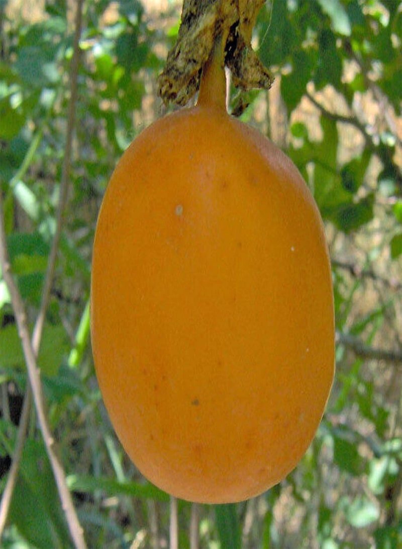 GGOOT 10Pcs Passion Fruit Seeds Nutritious Edible Portable Disease Resistant Brazil Nut Seeds for Farm - 10pcs Seeds - Flower Seeds Vegetable Seeds Fruit Seeds Garden Plant Seeds - Image 1