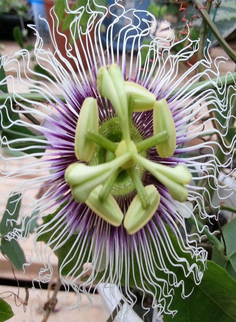 GGOOT 10Pcs Passion Fruit Seeds Nutritious Edible Portable Disease Resistant Brazil Nut Seeds for Farm - 10pcs Seeds - Flower Seeds Vegetable Seeds Fruit Seeds Garden Plant Seeds - Image 2