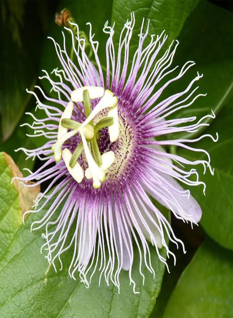 GGOOT 10Pcs Passion Fruit Seeds Nutritious Edible Portable Disease Resistant Brazil Nut Seeds for Farm - 10pcs Seeds - Flower Seeds Vegetable Seeds Fruit Seeds Garden Plant Seeds - Image 5