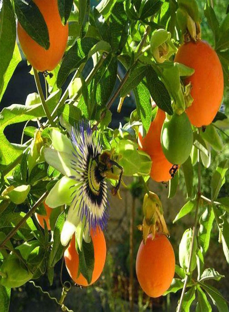 GGOOT 10Pcs Passion Fruit Seeds Nutritious Edible Portable Disease Resistant Brazil Nut Seeds for Farm - 10pcs Seeds - Flower Seeds Vegetable Seeds Fruit Seeds Garden Plant Seeds - Image 3