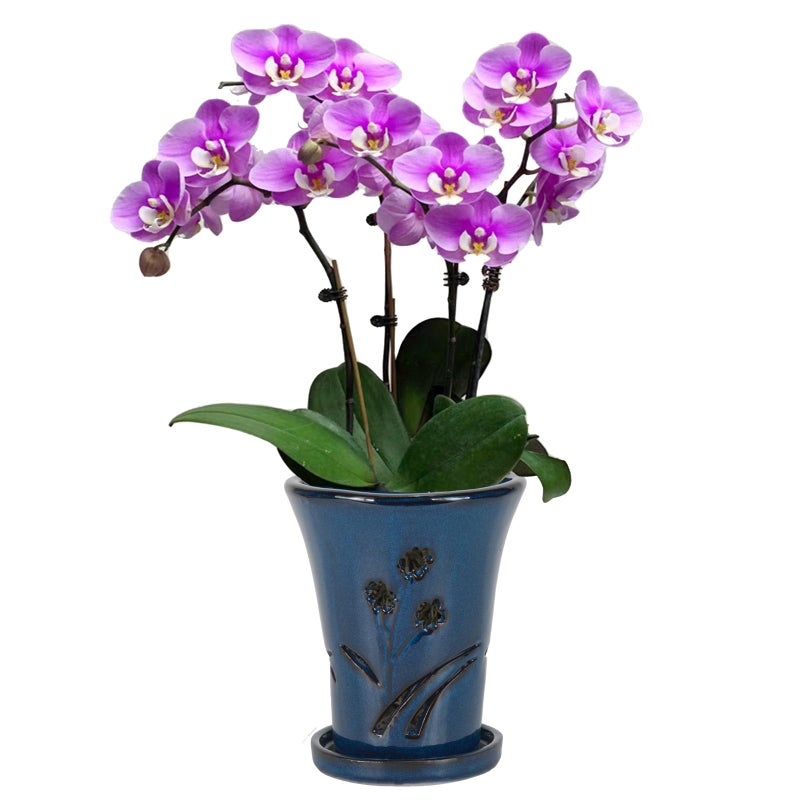w w W&W Orchid Pot with Holes and Saucer for Repotting, 6 x 7 Inch, Blue - Image 1