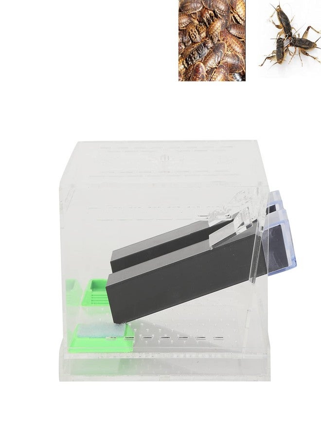 plplaaoo Acrylic Cricket Keeper with Tubes-Reptile Feeding Cricket Keeper with Feces Layer & Ventilated Lid,Transparent Crickets Enclosure for Observation,Feeder Insect Storage,Includes Food/Water Tubes (L) - Image 5
